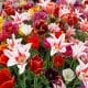Flower Show: a Philadelphia la primavera arriva prima