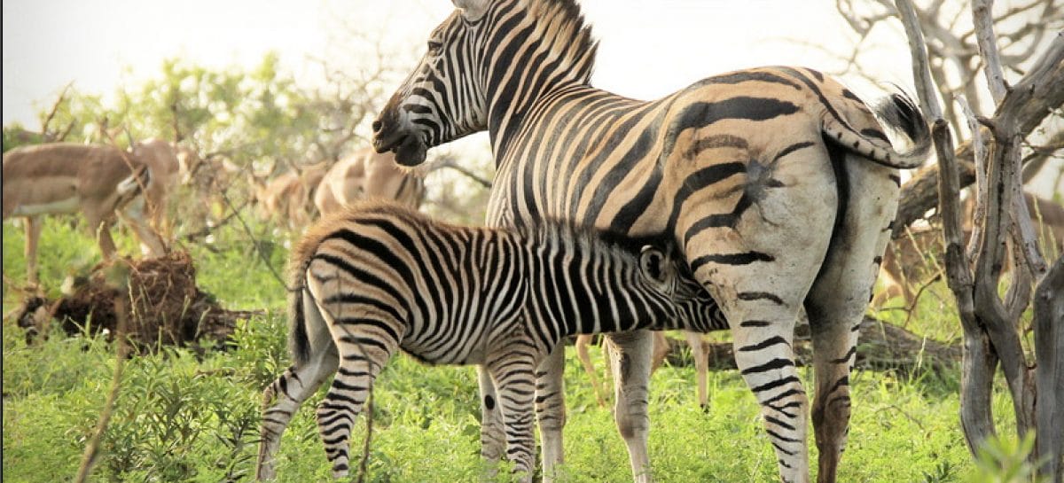 Safari luxury, Marriott aprirà in Tanzania il Jw Serengeti Lodge