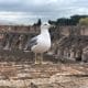 In cima al Colosseo per raccontare l’Italiabella