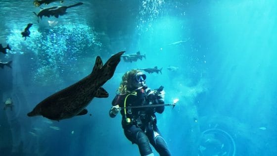 Aquatis, il mega-acquario di Losanna vuole le famiglie italiane