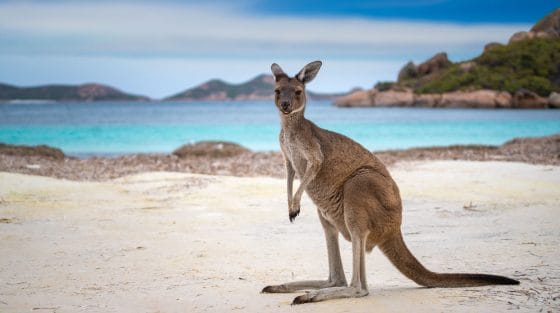 L’Australia stanzia 76 milioni di dollari per salvare il turismo