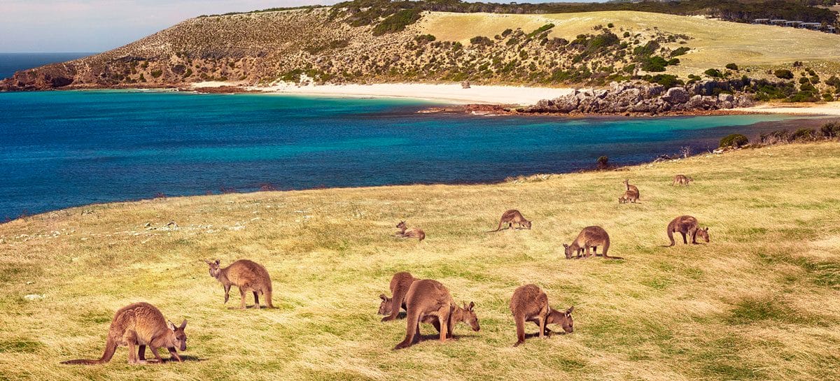 Australia, Kangaroo Island torna accessibile ai turisti