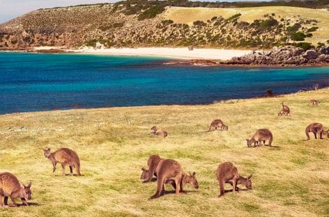 Australia, Kangaroo Island torna accessibile ai turisti