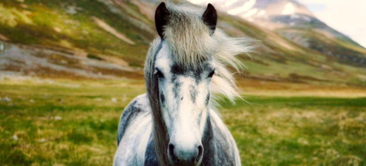 Islanda a cavallo: i nuovi tour sostenibili di 4Winds