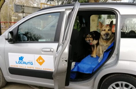 Locauto Rent, iniziativa solidale con Lav per emergenza veterinaria