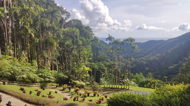 foresta tropicale Martinica