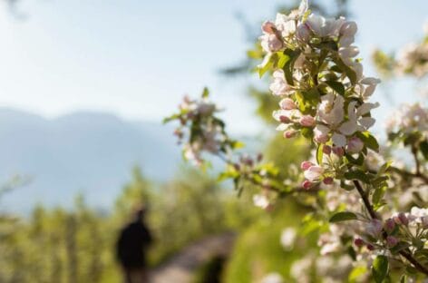 Dai vigneti allo sport: l’Alto Adige sboccia in primavera