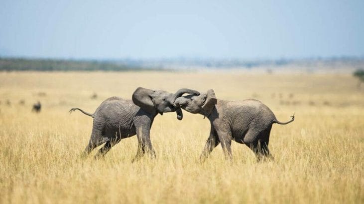 safari elefanti Africa