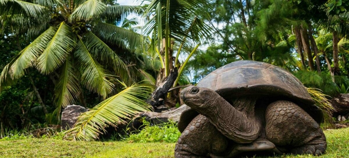 Seychelles, pagamenti digitali per l’ingresso a parchi e riserve