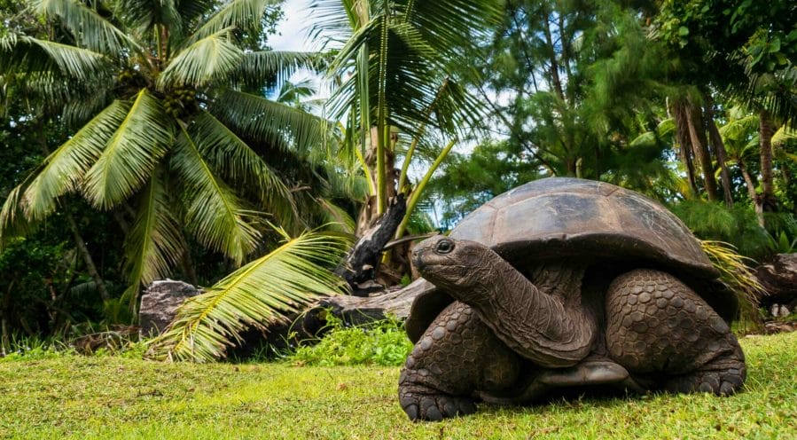 seychelles tartaruga