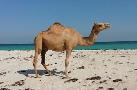 Destinazione Oman per il tour operator Shiruq