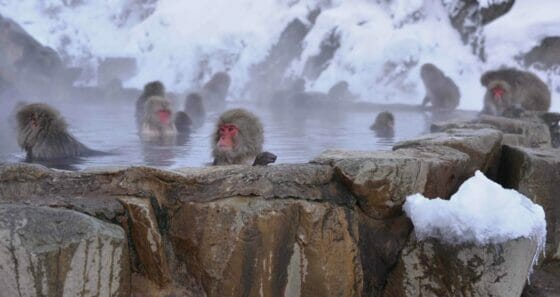 Mistral, inverno in Giappone: dalle scimmie alla neve sul Fuji