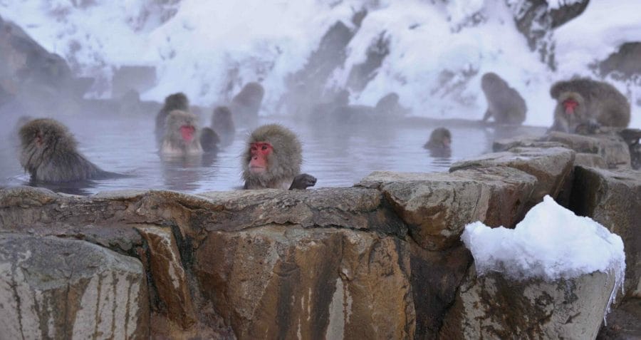 Parco delle Scimmie delle Nevi Giappone