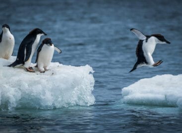 Crociere luxury in cerca di pinguini: è l’effetto Sir David Attenborough