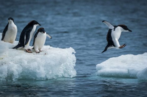 Crociere luxury in cerca di pinguini: è l’effetto Sir David Attenborough