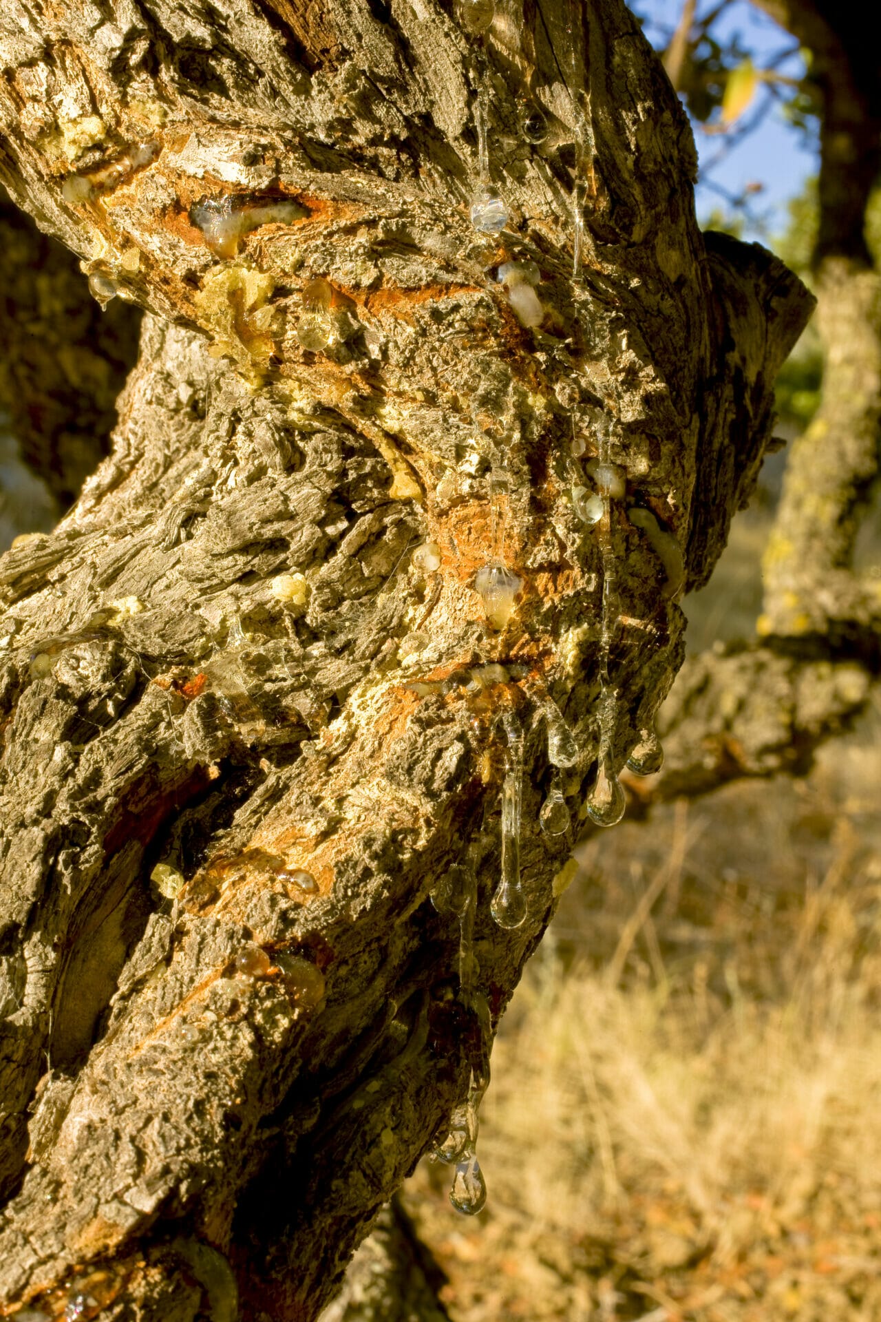 Alberi di mastice di Chios