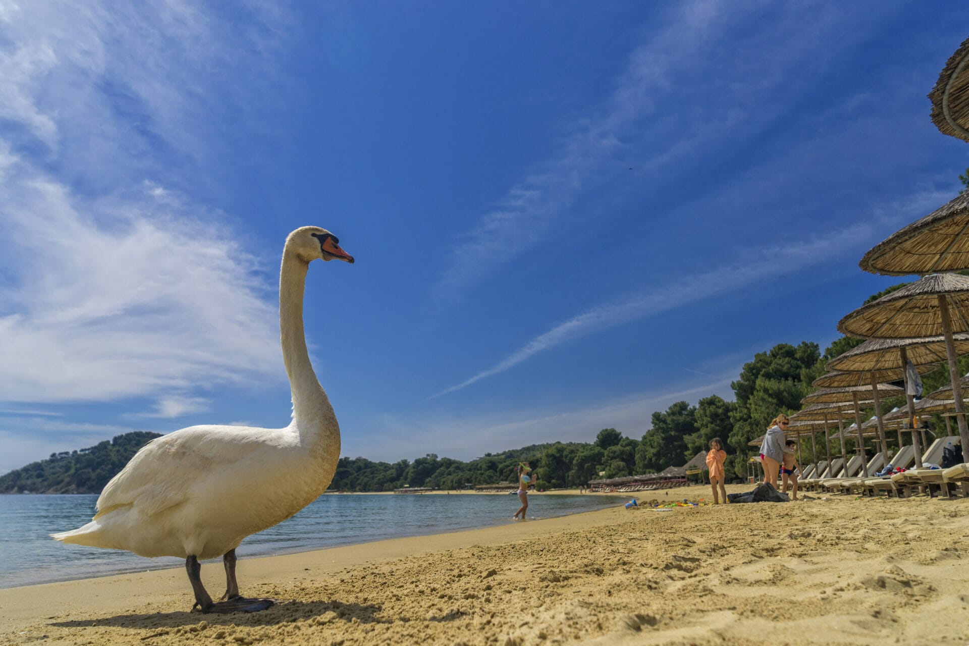 Skiathos, credits P. Merakos