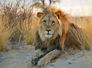 Viaggio in Sudafrica sulle orme del leone Kalahari
