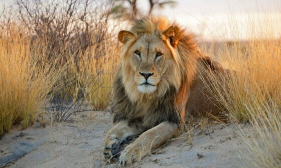 Viaggio in Sudafrica sulle orme del leone Kalahari