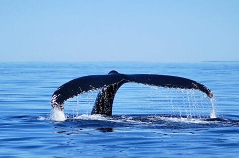 Tra balene e cascate: viaggio nel potente Canada