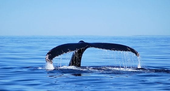 Tra balene e cascate: viaggio nel potente Canada