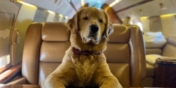 Voli pet friendly: le linee guida dell’Enac