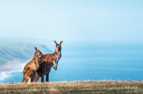 Rotta su Kangaroo Island: la spinta di Naar e South Australian Tourism