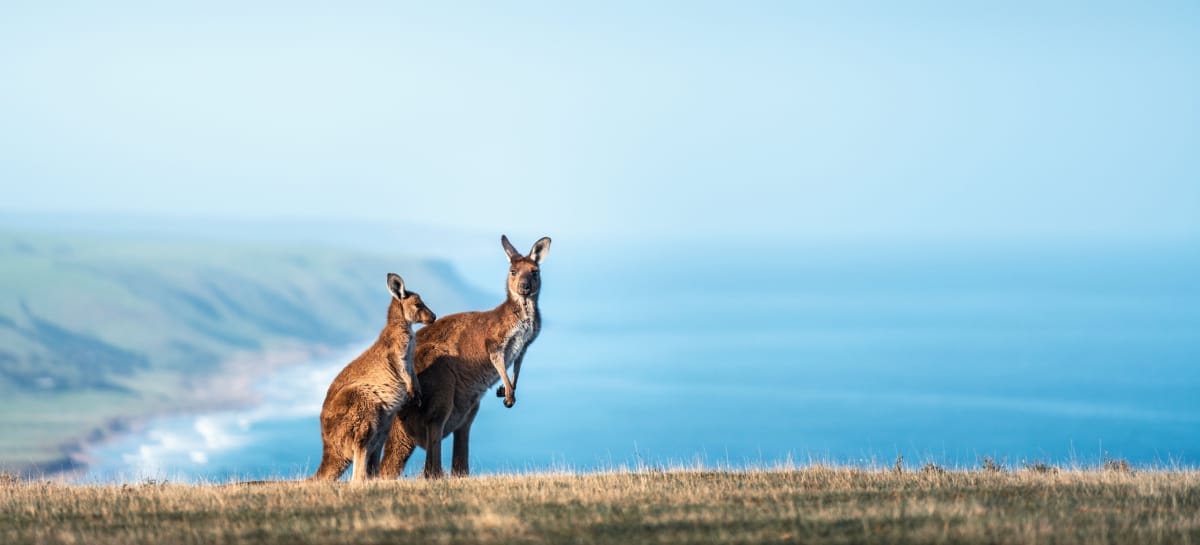 Kangaroo Island_Uff.St.