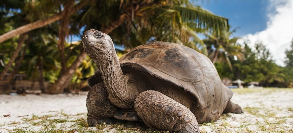 Seychelles a quota 9mila turisti italiani nel primo semestre