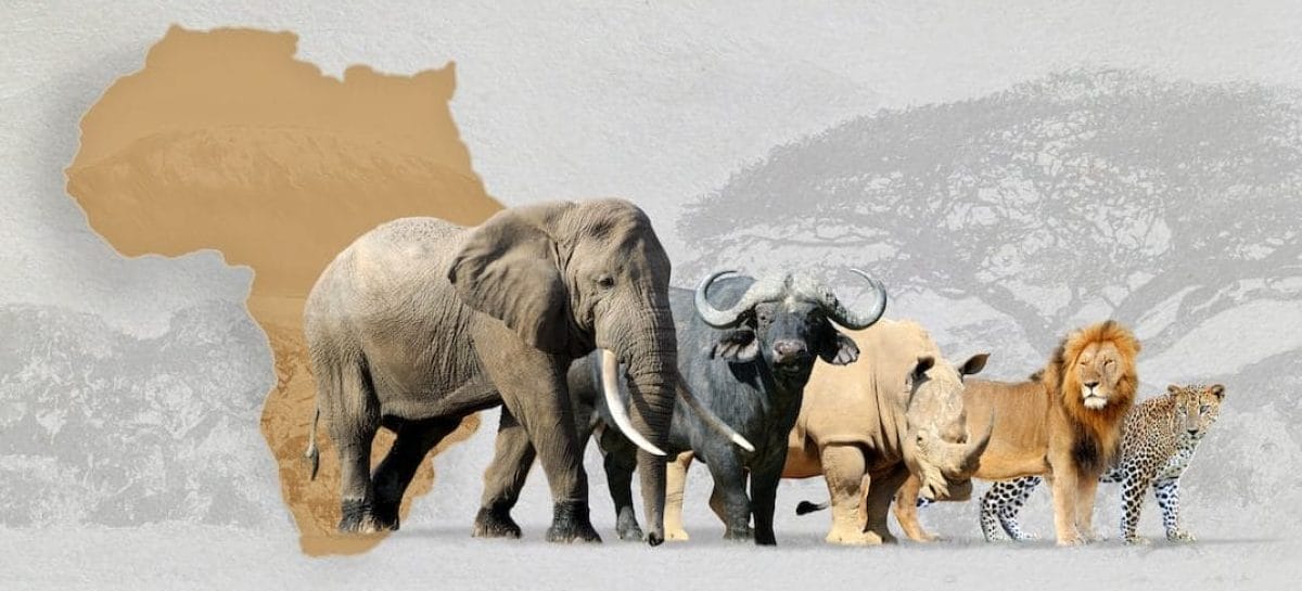 Safari in Sudafrica, adesso si prenota anche con Uber