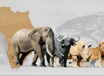 Safari in Sudafrica, adesso si prenota anche con Uber