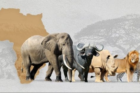 Safari in Sudafrica, adesso si prenota anche con Uber